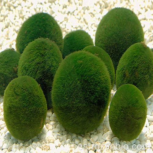 Algas verdes 100% naturales en polvo en polvo de espirulina